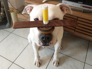 Analyse comportementale