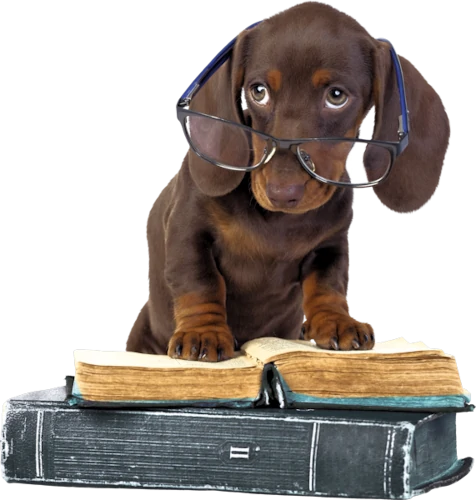 Comportementaliste, dresseur pour chien ou educateur canin?